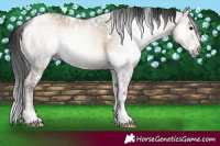 Horse Color:Gray White Spotted Classic Champagne Ice Onyx 