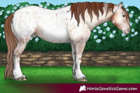 Horse Color:Gray White Spotted Gold Champagne Ice Onyx Tobiano Appaloosa 