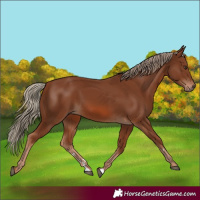 Horse Color:Unknown 