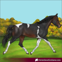 Horse Color:Brown Tobiano 