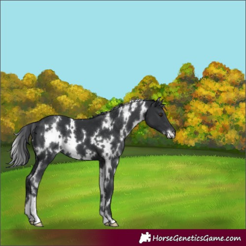 Horse Color:White Spotted Black 