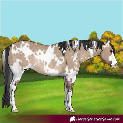 Horse Color:White Spotted Brown Dun Rabicano