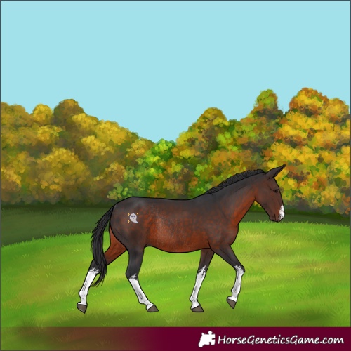 Horse Color:White Spotted Brown Rabicano 