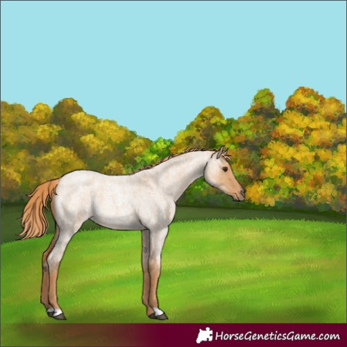 Horse Color:Red Dun Roan