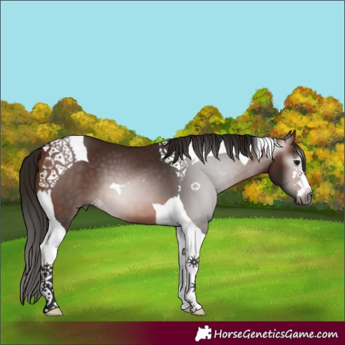 Horse Color:Gray Bay Tobiano 