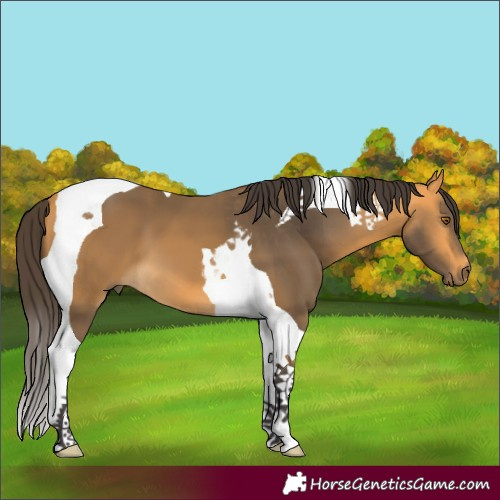 Horse Color:Buckskin Tobiano