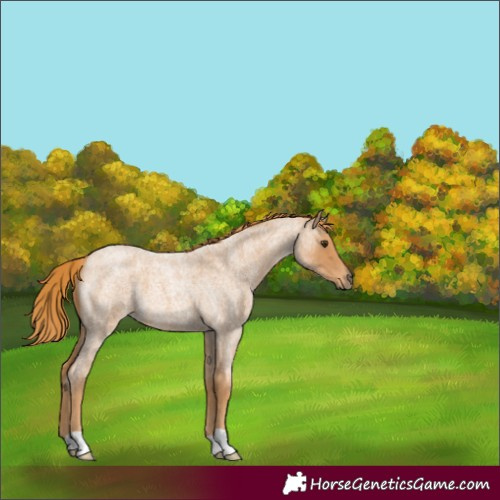Horse Color:Red Roan 