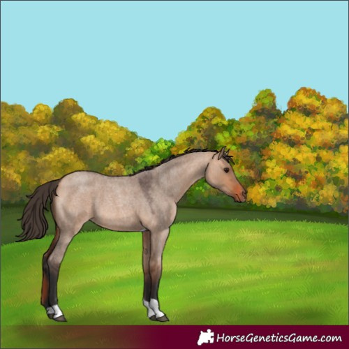 Horse Color:Bay Roan Dun Tobiano Rabicano