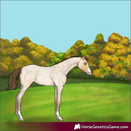 Horse Color:Amber Cream Champagne Roan 