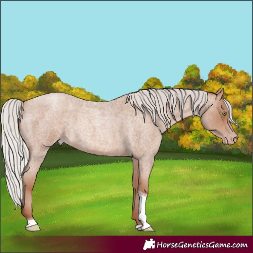 Horse Color:Silver Sable Champagne Roan Tobiano 
