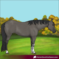 Horse Color:Grullo Sabino Rabicano