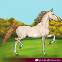 Horse Color:Red Dun Roan Splash Frame Rabicano 