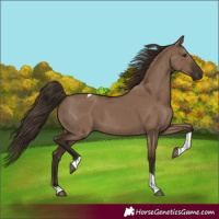 Horse Color:Liver Red Dun Tobiano 