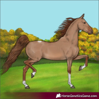 Horse Color:Red Dun Tobiano 