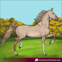 Horse Color:Red Dun Tobiano 