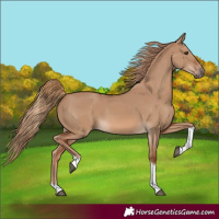 Horse Color:Red Dun Tobiano 