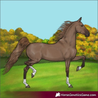 Horse Color:Liver Red Dun Tobiano 