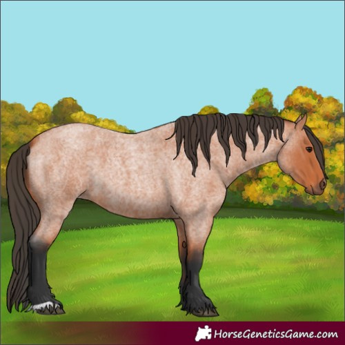 Horse Color:Bay Roan 