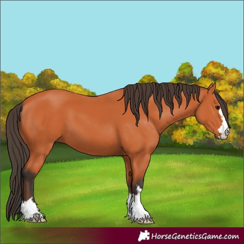 Horse Color:Bay 