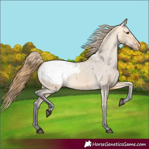 Horse Color:Buckskin Dun Appaloosa 