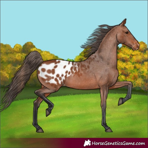 Horse Color:Bay Appaloosa 
