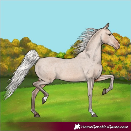 Horse Color:Silver Bay Dun Appaloosa 