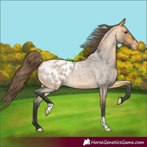 Horse Color:Buckskin Roan Blanket 