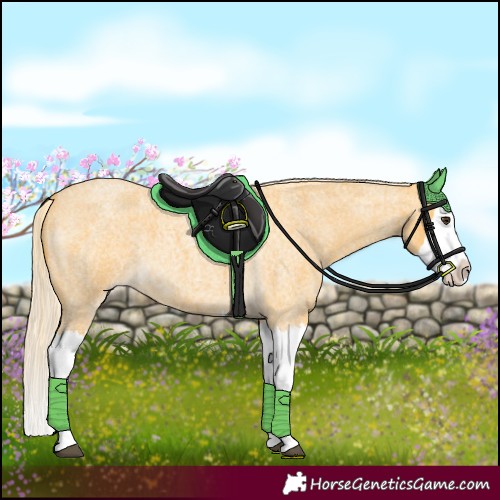 Horse Color:Palomino Roan Splash 