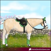 Horse Color:Palomino Roan Splash 