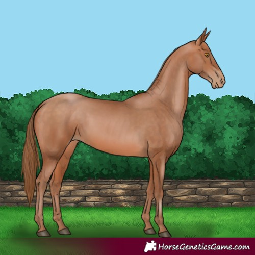 Horse Color:Bay Pearl 