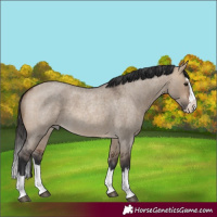 Horse Color:Bay Roan Dun Splash