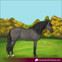 Horse Color:Grullo Rabicano