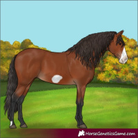 Horse Color:Bay Frame