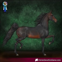 Horse Color:Brown 