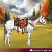 Horse Color:Brown Dun Sabino Splash Appaloosa 