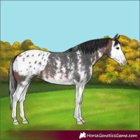 Horse Color:Brown Sabino Splash Appaloosa