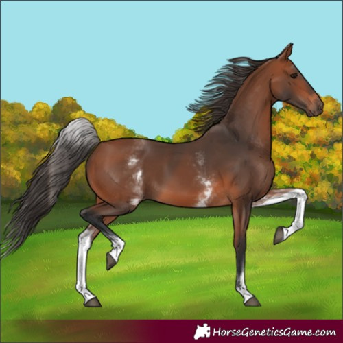 Horse Color:White Spotted Bay 
