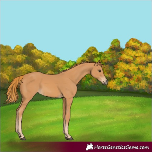 Horse Color:Unknown 