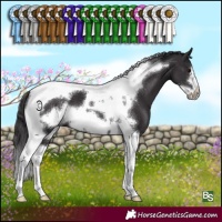 Horse Color:Smoky Black Tobiano Frame 