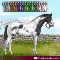Horse Color:Smoky Black Tobiano Frame