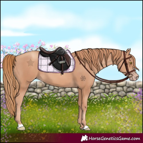 Horse Color:Gold Champagne