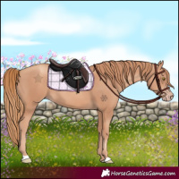 Horse Color:Gold Champagne 