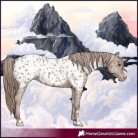 Horse Color:Classic Champagne Appaloosa