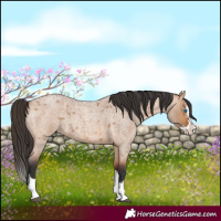 Horse Color:Bay Roan Dun Splash 