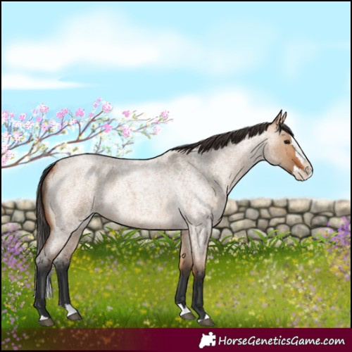Horse Color:Bay Roan Dun Splash 