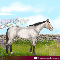 Horse Color:Bay Roan Dun Splash 