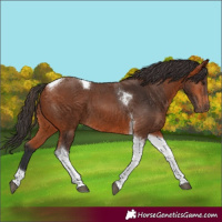 Horse Color:Bay Tobiano 