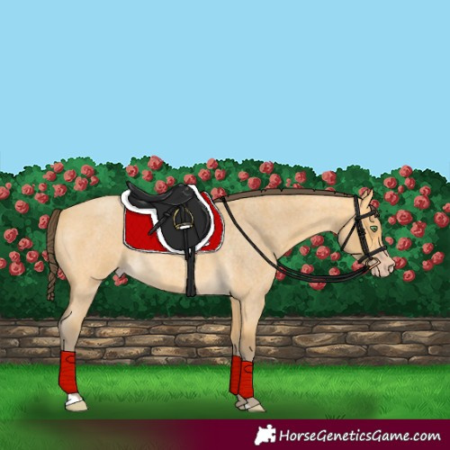 Horse Color:Amber Cream Champagne Roan 