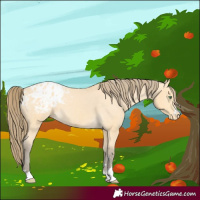 Horse Color:Amber Cream Champagne Appaloosa 