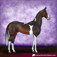 Horse Color:Gray Bay Splash Tobiano Rabicano 